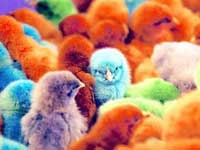 Wackiest American Laws Wackiest American Laws