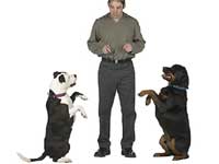 Top Dog Training Tips Top Dog Training Tips