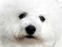 Pomeranian - The Fluffy Pets Pomeranian - The Fluffy Pets