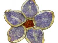 Purple Potato Chips Purple Potato Chips