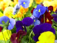 Zen Story, short story Zen Story, short story