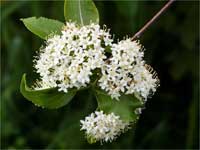 Zen Story, Last Announcement Zen Story, Last Announcement