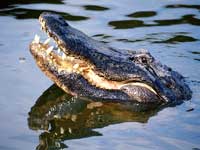 Alligator & Dog Alligator & Dog