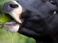 Short story, Eternal peace Short story, Eternal peace