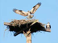 Thirukkural, Kural 338 Thirukkural, Kural 338