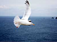 Total Freedom, Osho Total Freedom, Osho