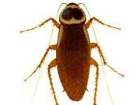 Get Rid Cockroaches Get Rid Cockroaches