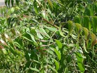 Neem Leaves Neem Leaves