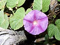 Morning Glory Morning Glory