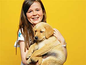 Labrador Dog Labrador Dog