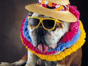 Pet Safety Monsoon Pet Safety Monsoon