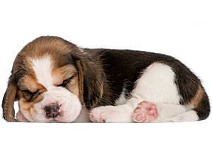 Glowing Puppy Glowing Puppy