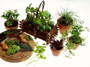 4 Common Garden Spices 4 Common Garden Spices