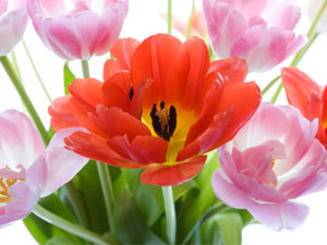 Toddler Talk Toddler Talk