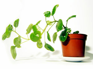 Fragrant Garden Plant Fragrant Garden Plant