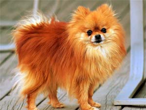 Pomeranian Dog Pomeranian Dog