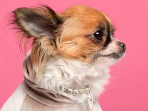 Swarovski For Pets Swarovski For Pets