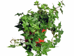 Air Purifying Plants Air Purifying Plants