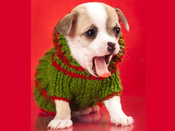 Oh Its Just A Puppy!