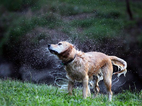 Keep Your Pet Safe This Holi Keep Your Pet Safe This Holi