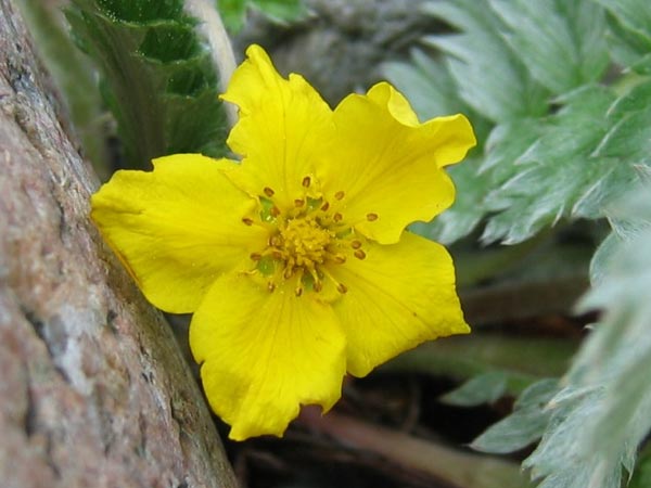 Potentilla