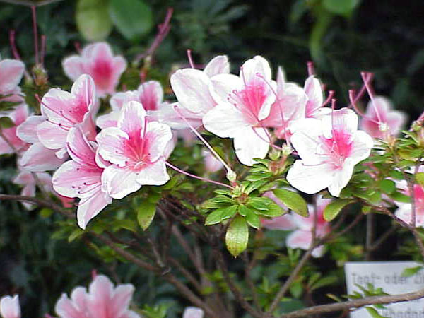 Azalea