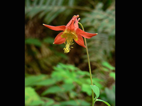 Columbine