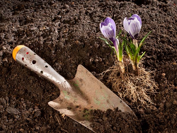 Gardening Tips To Use Cow Manure Gardening Tips To Use Cow Manure