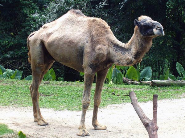 Camel: Gulf Countries