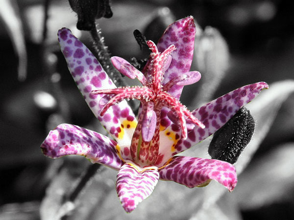 Toad Lily