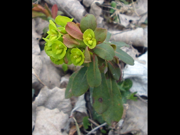 Wood Spurge
