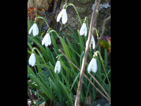 Snow drops