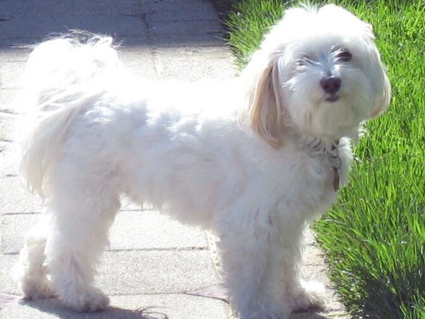 Havanese