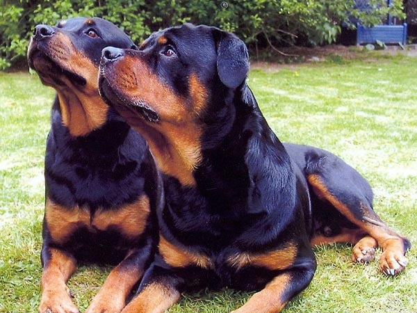 Rottweiler
