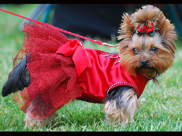 Yorkshire Terrier