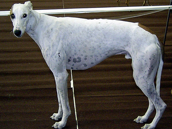 Grey Hound