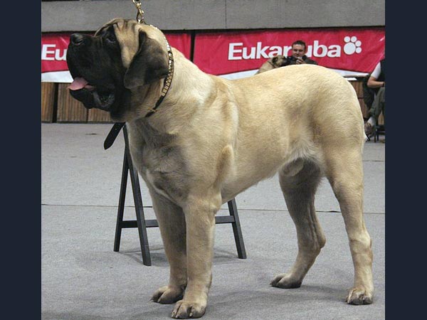 Mastiff