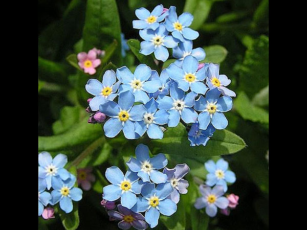 Forget me not