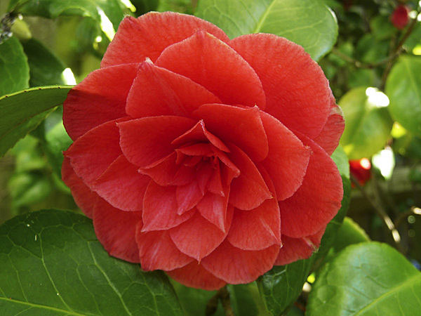 Red Camellia 