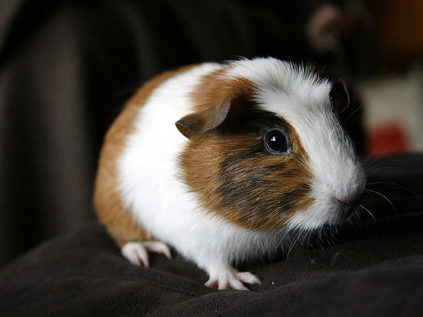 Guinea Pigs