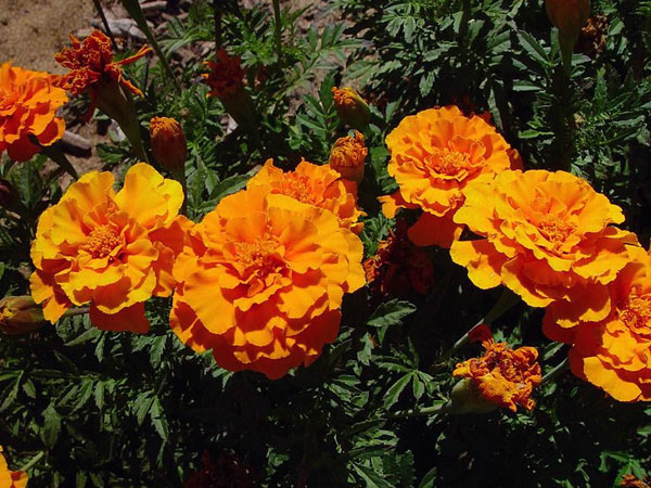 Marigold