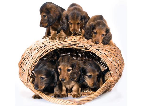 Dachshund puppies 