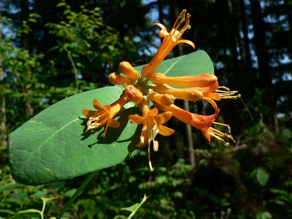  Honeysuckle 