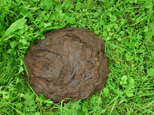 Significance Of Cow Dung In Hinduism Boldsky