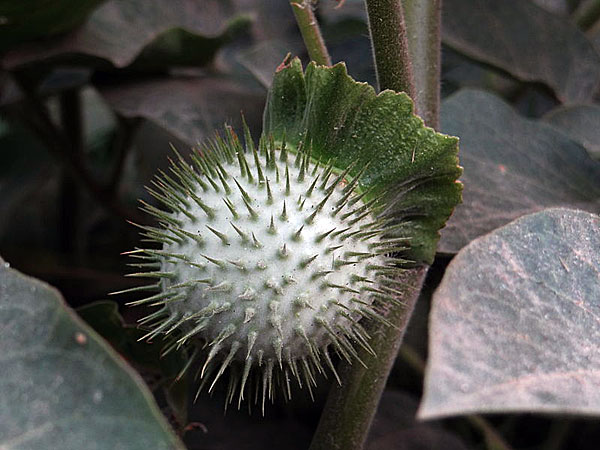 Dhatura Fruit