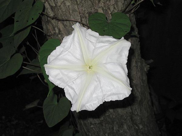 Moon Flowers
