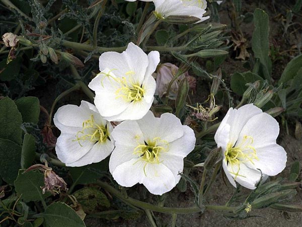 Evening Primrose