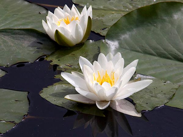 Water Lillies