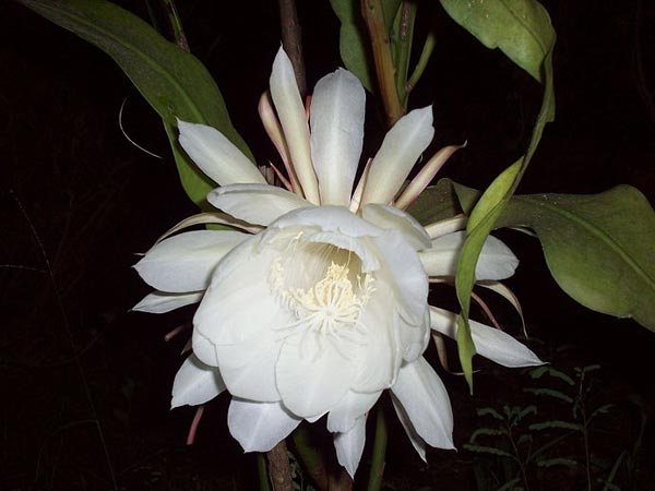 Brahma Kamal
