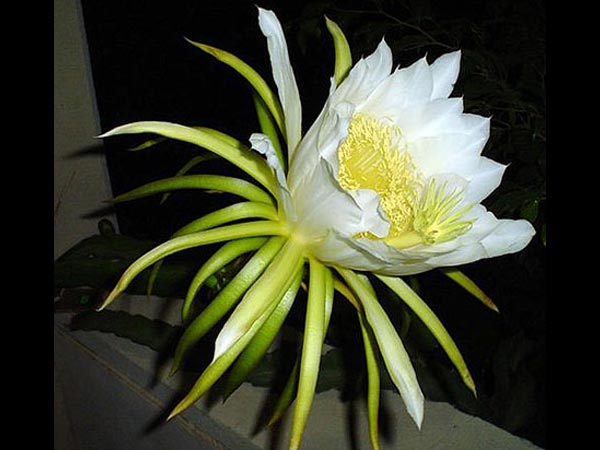 Dragon Fruit Flowers